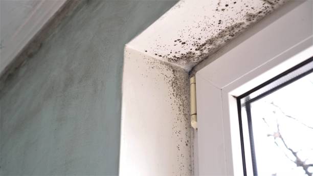 Best Mold Testing and Inspection Services in Hawkinsville, GA