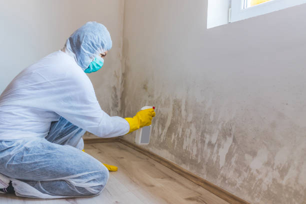 Best Health and Safety Mold Remediation in Hawkinsville, GA