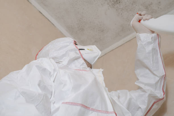Best Commercial Mold Remediation in Hawkinsville, GA