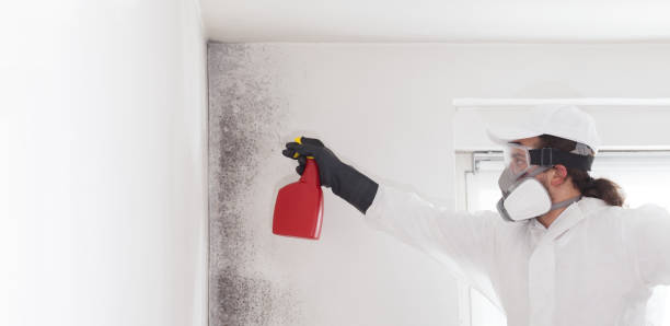 Best Mold Remediation for Schools in Hawkinsville, GA
