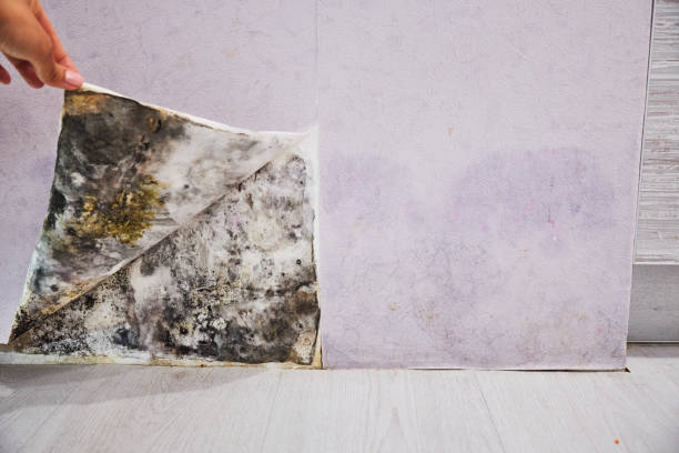 Reliable Hawkinsville, GA Mold Remediation Solutions